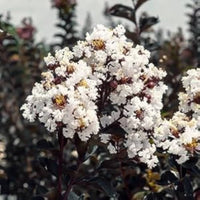 Lagerstroemia 'Like a Latte' Dwarf Crapemyrtle - [EG]