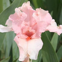 Iris Germanica 'Lenora Pearl' German Iris