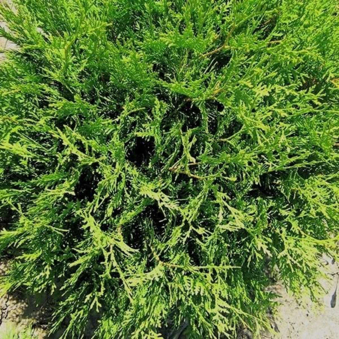 Buy Woodwardii Thuja Plants & Trees Online