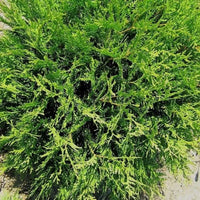 Woodwardii Thuja