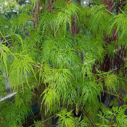 Emerald Lace Japanese Maple