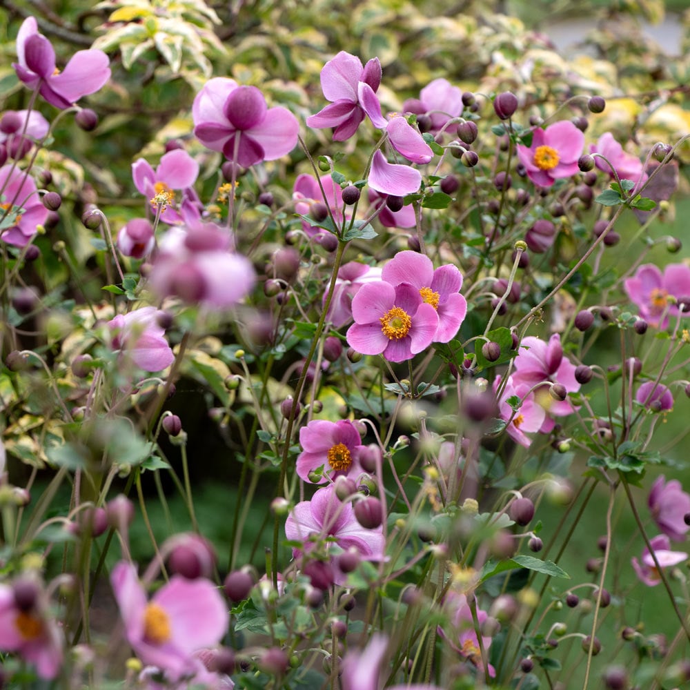 Anemone x hybrida &