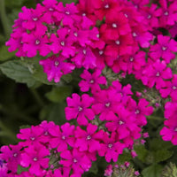 Verbena 'EnduraScape Magenta' Creeping Verbena - [EG]