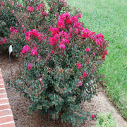 Pocomoke Dwarf Crape Myrtle Tree