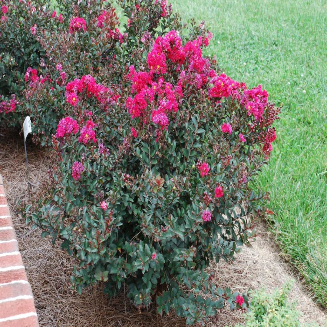 Pocomoke crape myrtle close-up showing detailed pink blooms