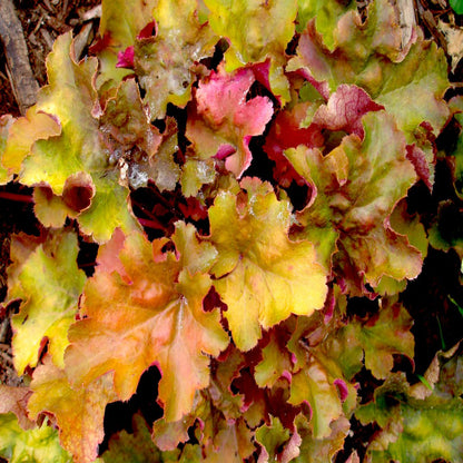 Heuchera &