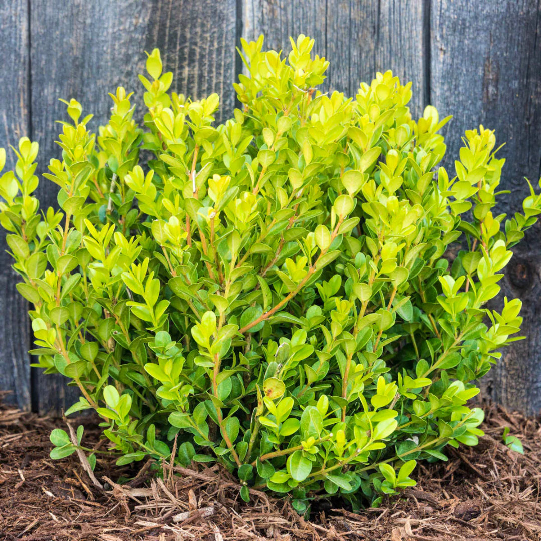 BetterBoxwood Babylon Beauty
