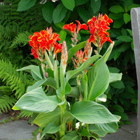 Canna 'Tenerife' Canna Lily. Yellow Blooms with Red Flecks, Medium Green Foliage