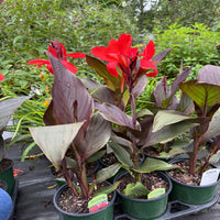 Canna 'Cannova Bronze Scarlet' Lily - [EG]