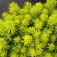 Sedum Rupestre 'Lemon Ball' Stonecrop