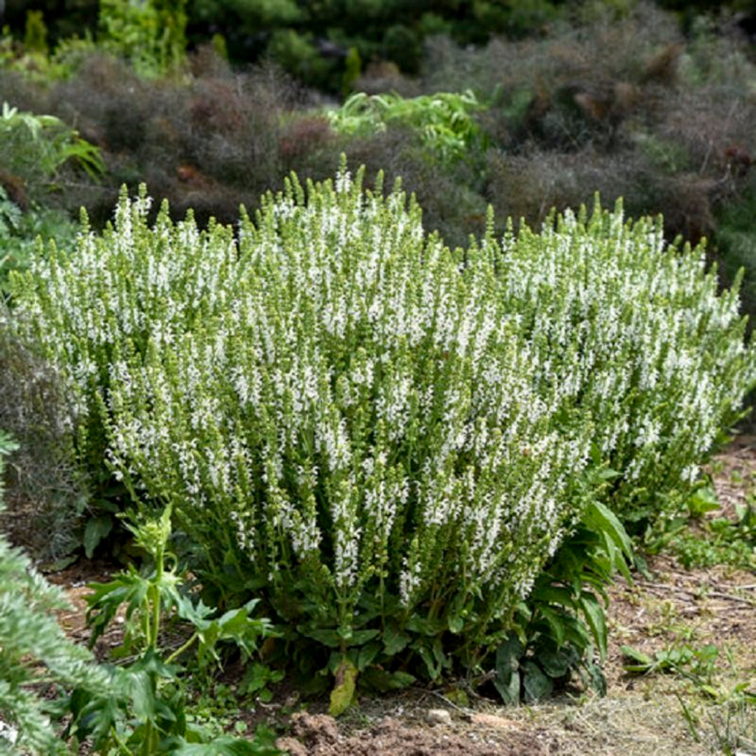 Salvia nemorosa &