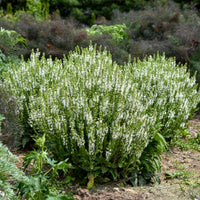 Salvia nemorosa 'White Profusion' - [EG]