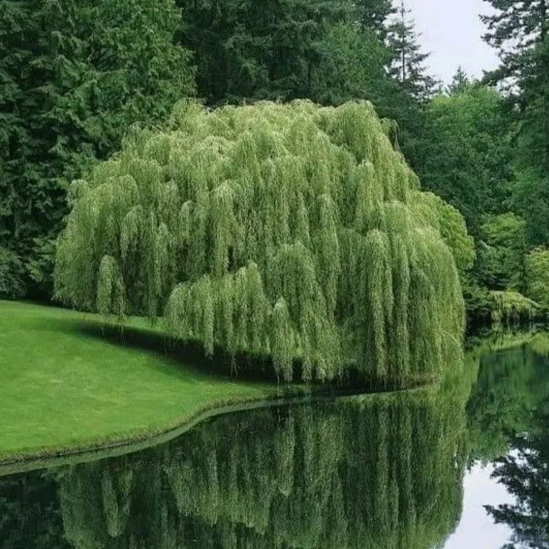Young Weeping Willow in landscaped yard