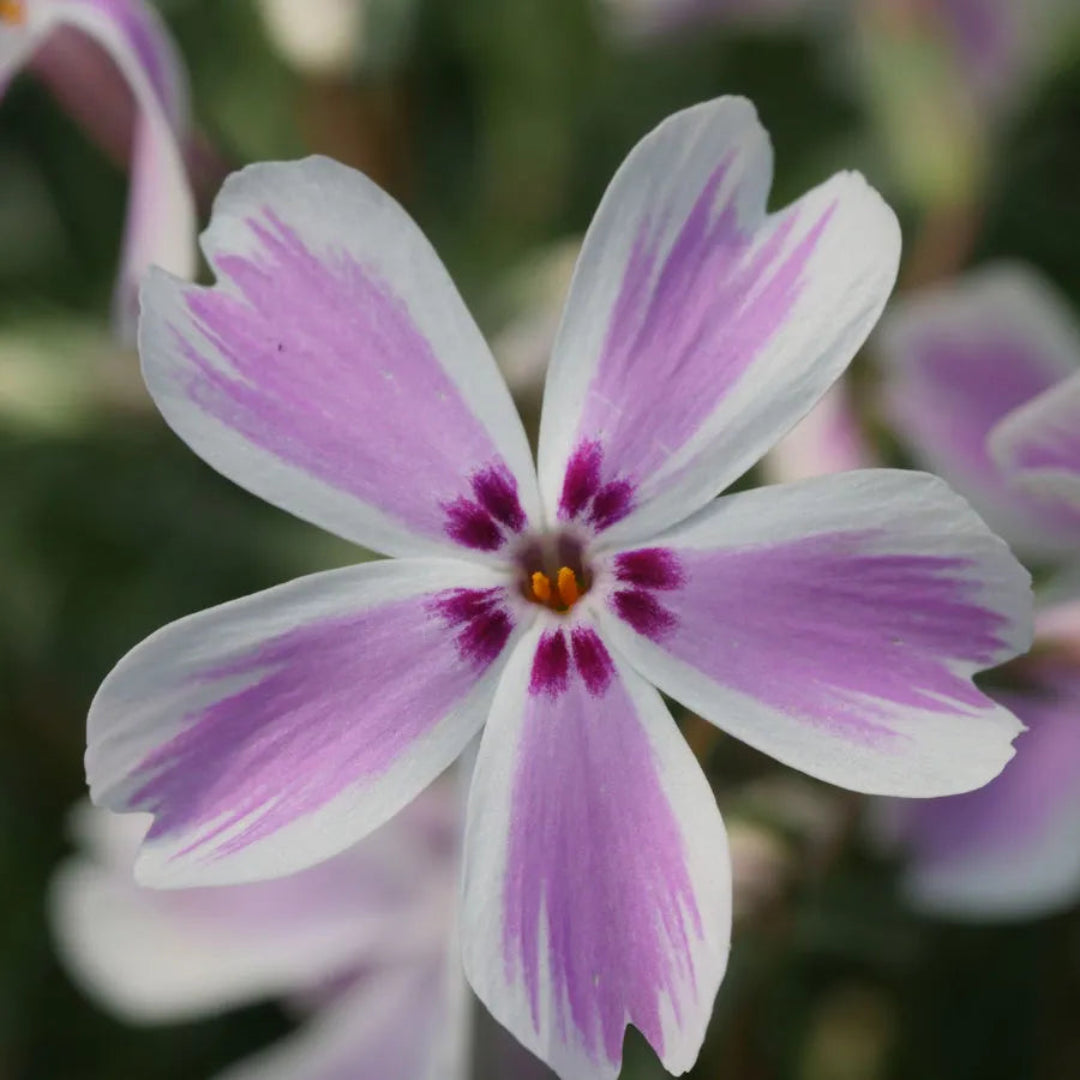 Phlox subulata Candy Stripe groundcover plant