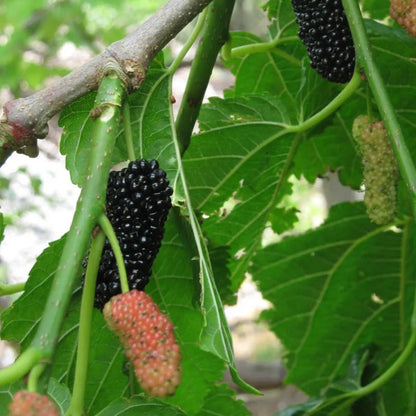 Persian Mulberry Tree