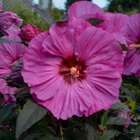 Hibiscus Berry Awesome