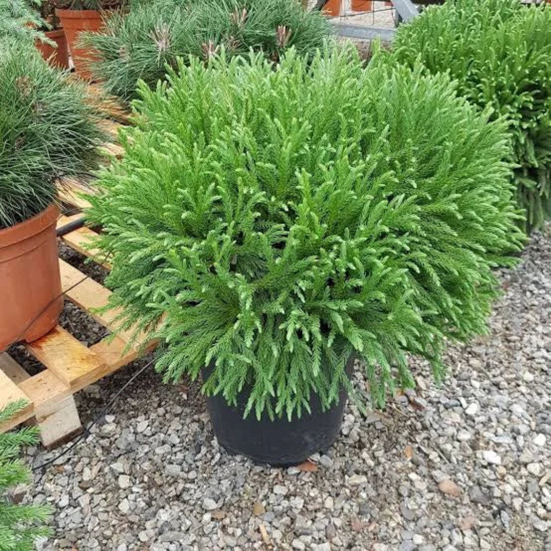 Globosa Nana