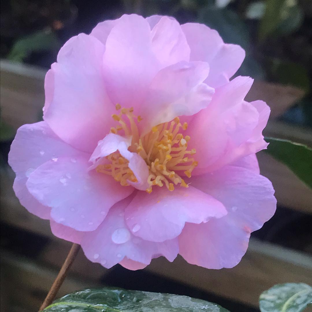 Agnes O. Solomon Camellia