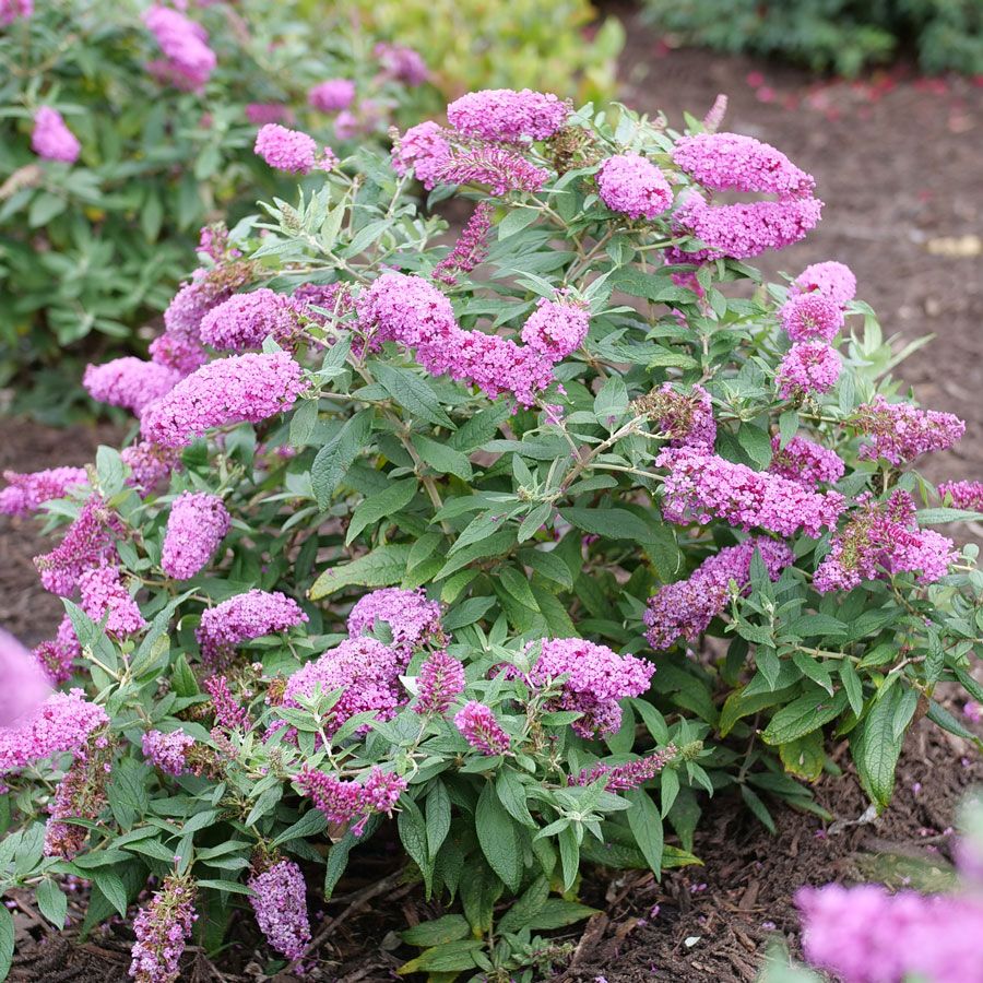Buddleia Pugster Pink Butterfly Bush