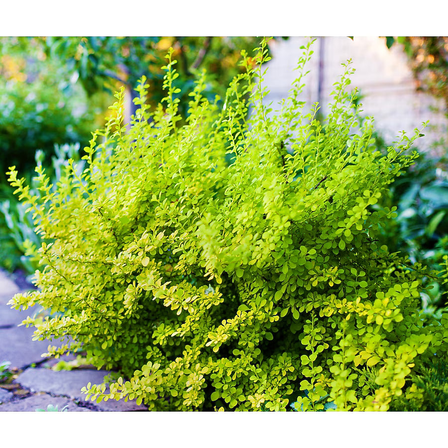 Golden Barberry
