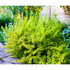 Golden Barberry
