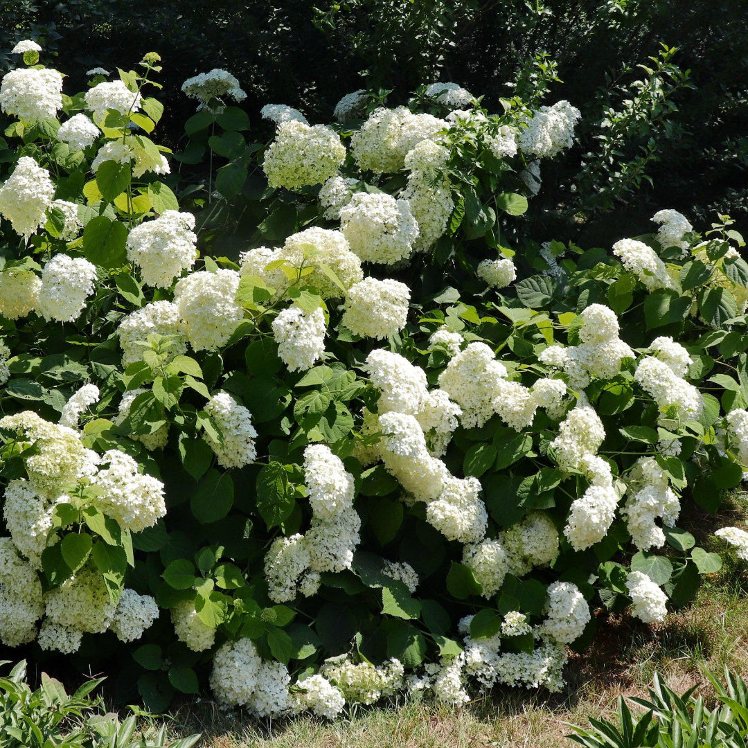 Bounty Mophead Hydrangea- Cold Hardy