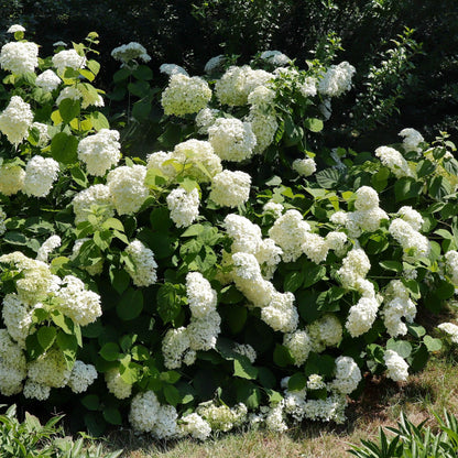 Bounty Mophead Hydrangea- Cold Hardy
