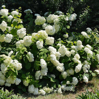 Bounty Mophead Hydrangea Bush with Large White Flower Heads