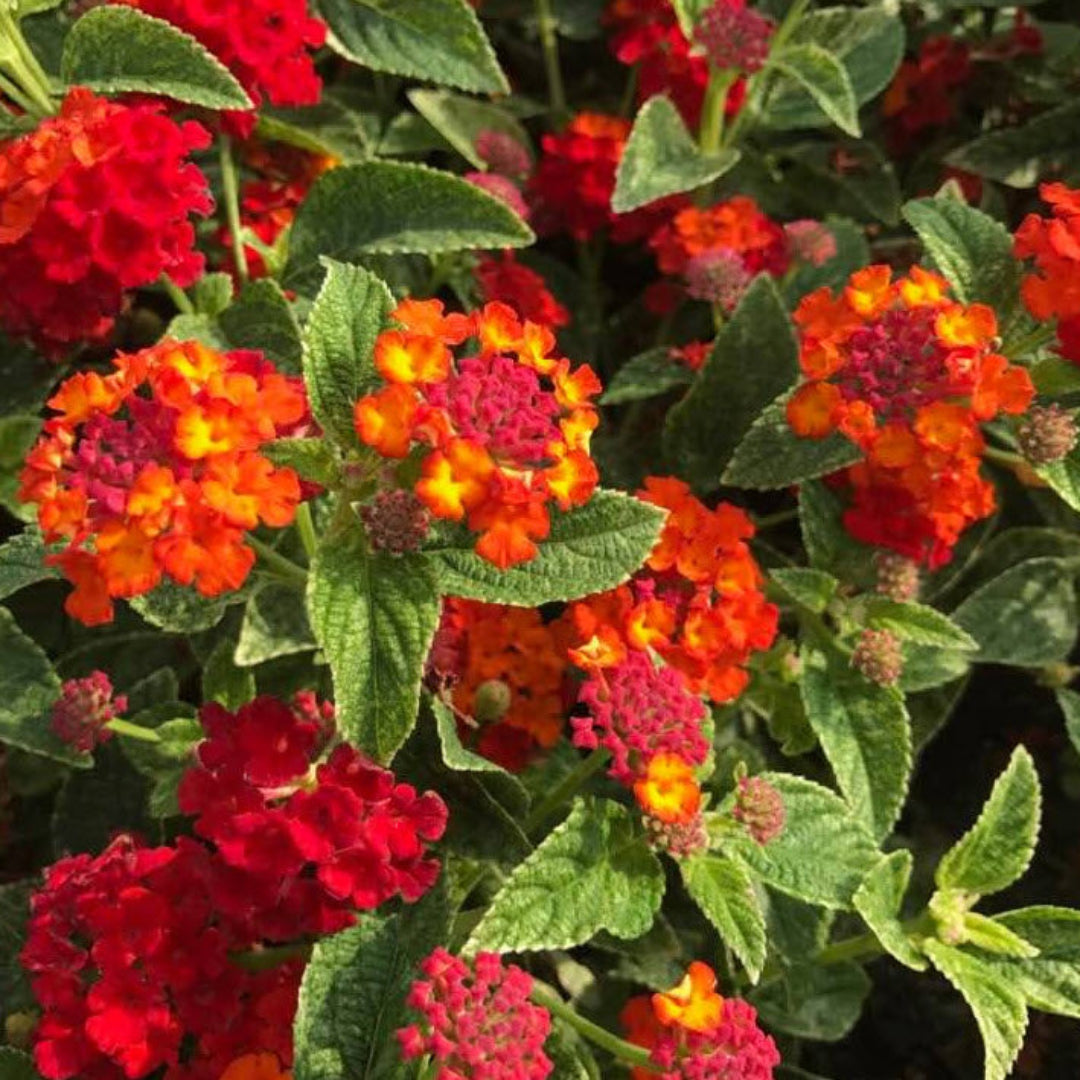 Lantana camara &