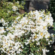 Diamond Dazzle Crape