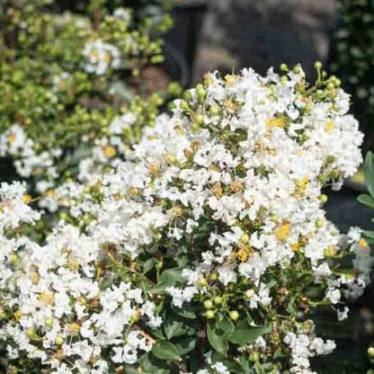 Diamond Dazzle Crape