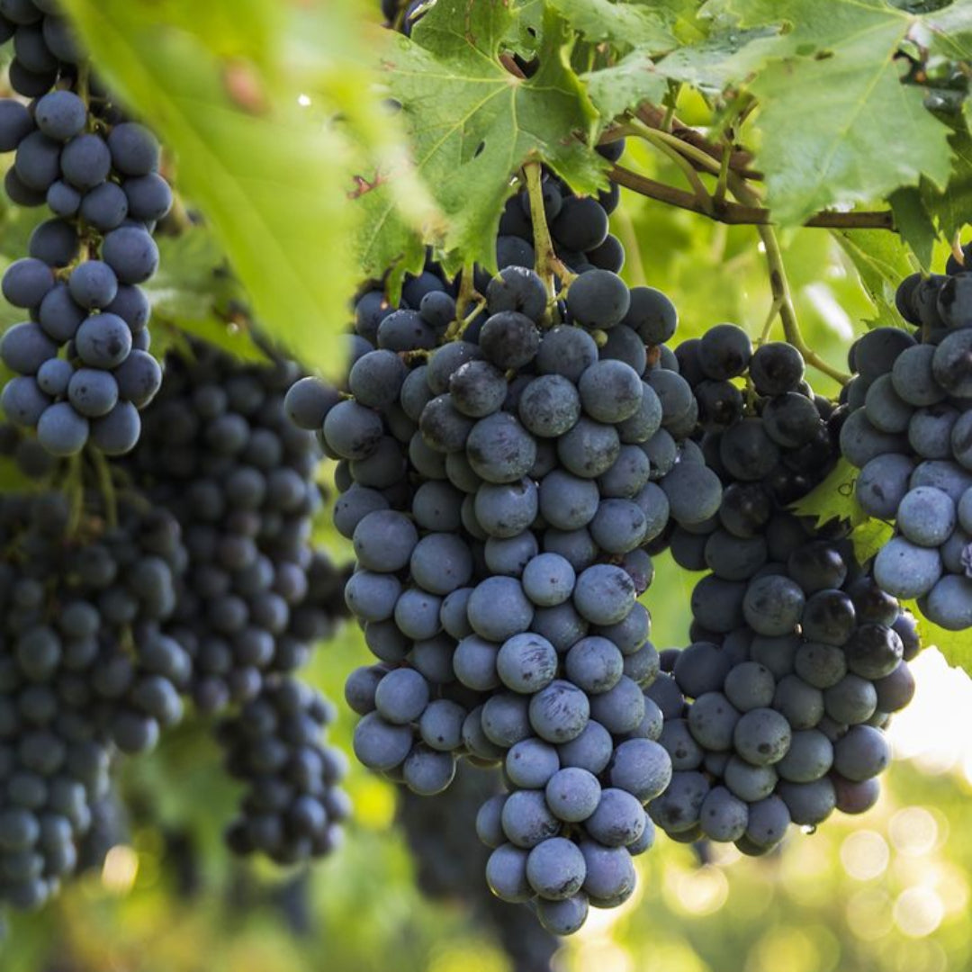 Nesbitt Muscadine Grape Vine