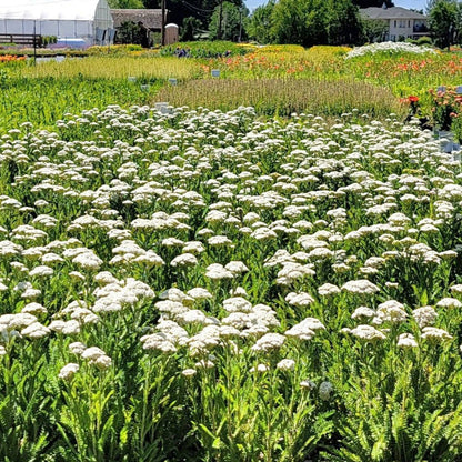 Achillea &