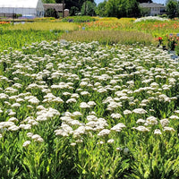 Achillea 'Firefly Diamond' PPAF Yarrow PW®