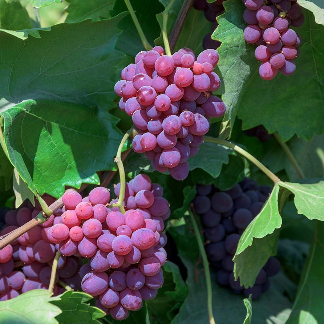 Razzmatazz Grape Vine
