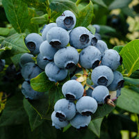 Potted Duke Blueberry Bush ready for planting in garden