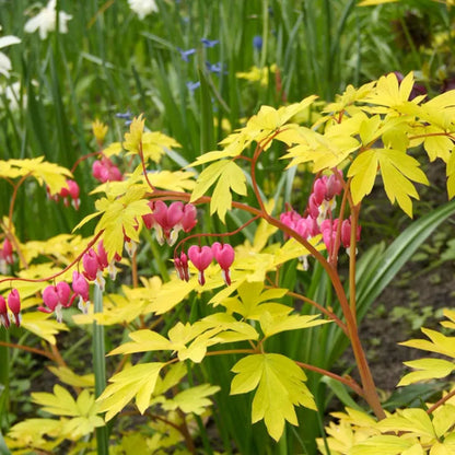 Dicentra spectabilis &
