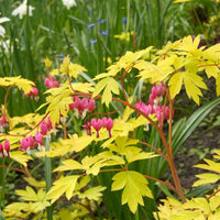 Dicentra spectabilis 'Gold Heart'  [EG]
