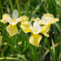 Butter & Sugar' Siberian Iris, Stunning Display of Butter Yellow and White Blooms