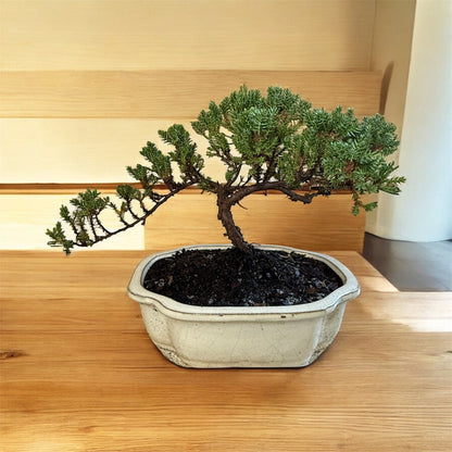 Bonsai tree in a pot on a wooden surface