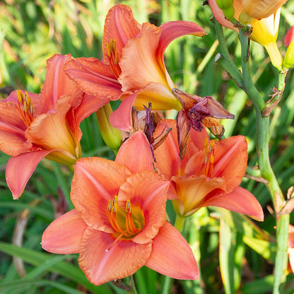 South Seas Daylily