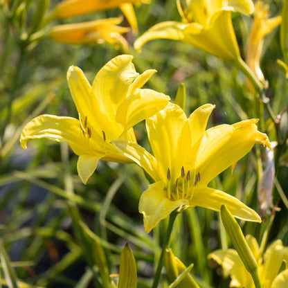 Hemerocallis &