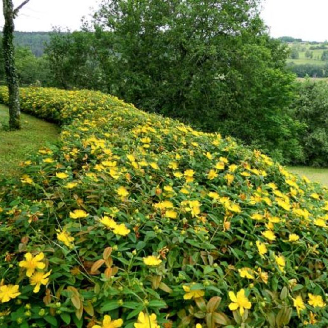 Hypericum Calycinum St. John&