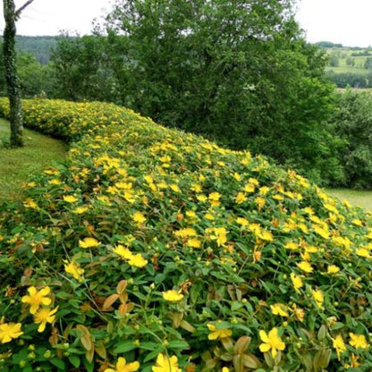 Hypericum Calycinum St. John&