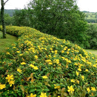 Hypericum Calycinum St. John'S Wort - [CG]