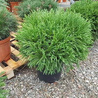 Globosa Nana