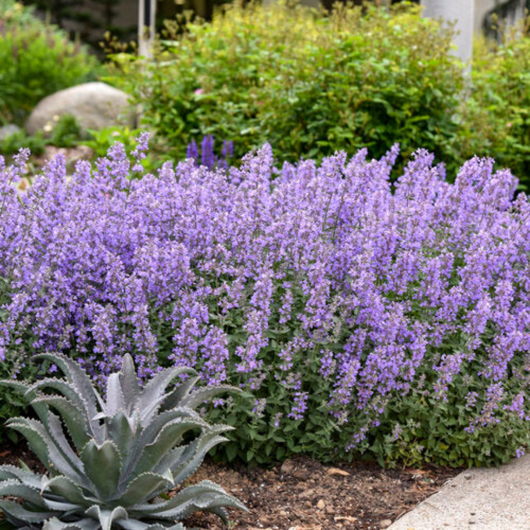 Nepeta Faassenii &