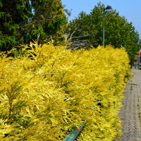Yellow Ribbon Arborvitae