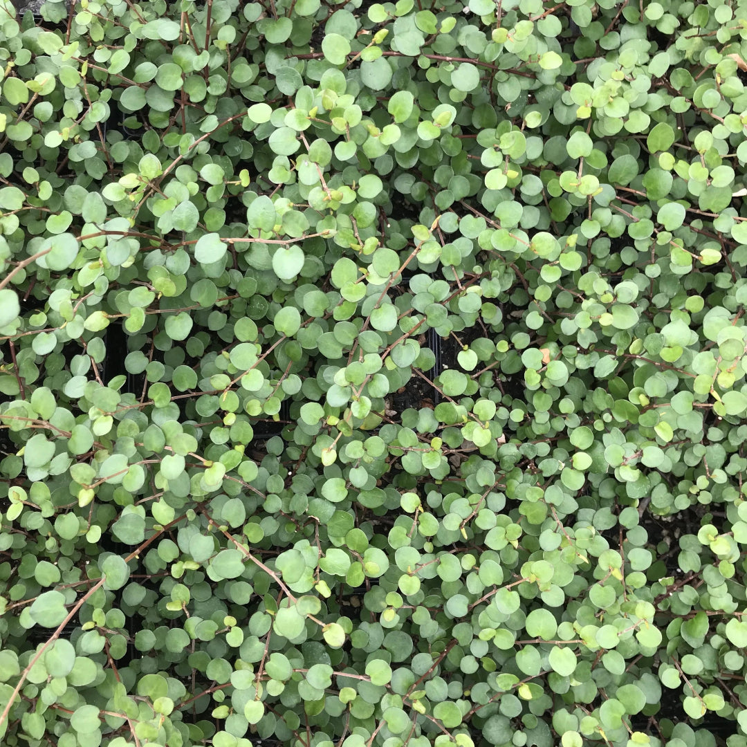Muehlenbeckia &