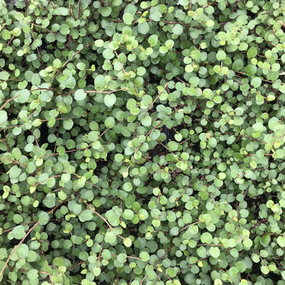 Muehlenbeckia &